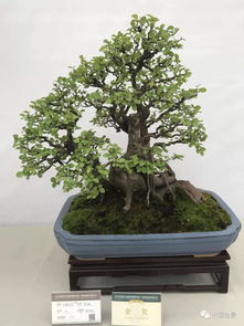 小盆景帶來大前景 這個(gè)擁有881戶居民的村莊戶戶蟠扎盆景，花木盆景成致富密碼