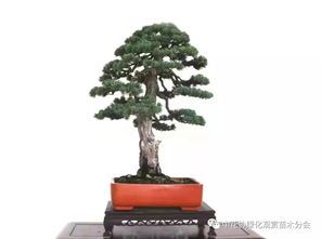 第十七屆中國(guó)金華花卉苗木交易會(huì)參展參賽盆景作品搶先看 花木盆景的自然詩(shī)篇