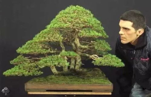 全球出鏡率最高的20件花木盆景 值一套房的天價(jià)藝術(shù)品，你見過嗎？