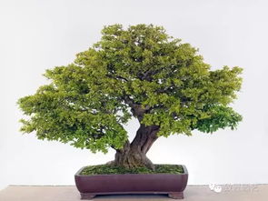 盆景知識(shí) 栽培與養(yǎng)護(hù)的九個(gè)核心要素