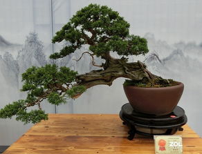 花木盆景 方寸之間的自然與大千