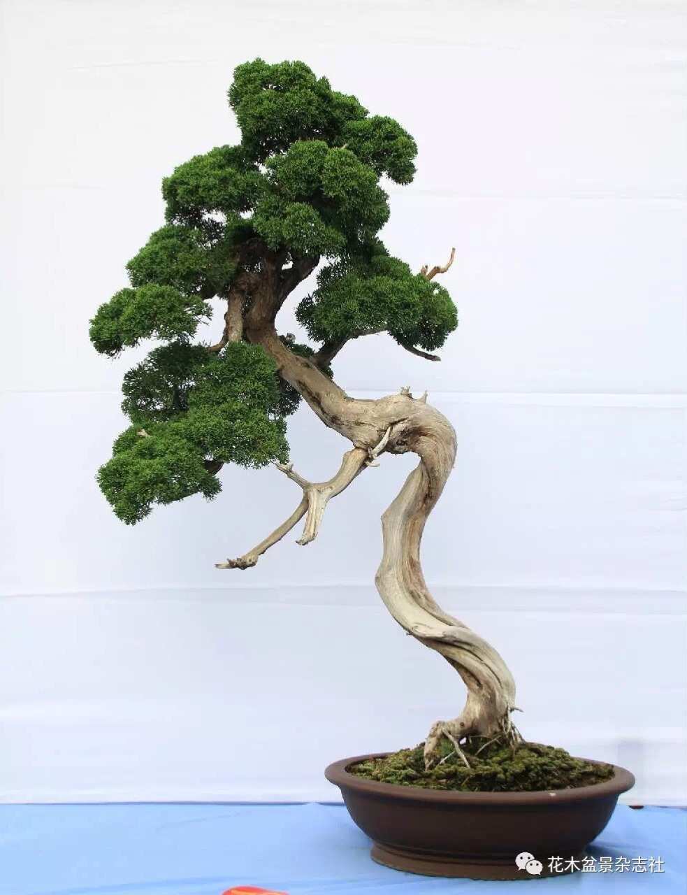 盆景藝術(shù) 方寸之間的天地之美