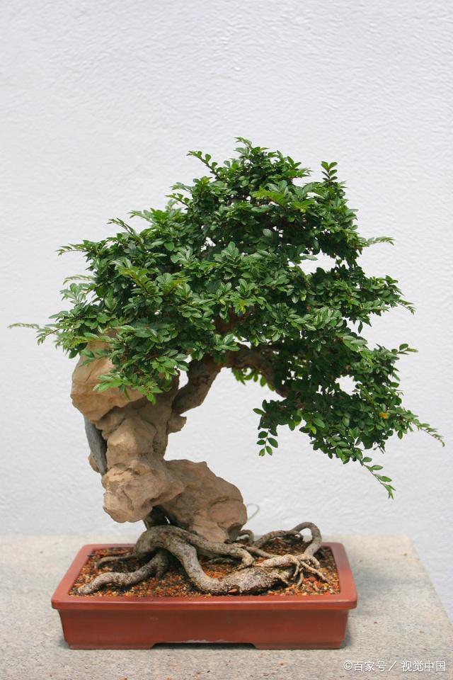 如何提高花木盆景的觀賞效果,畫龍點(diǎn)睛只需一招!