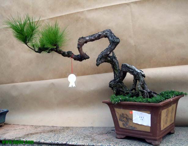 沭陽(yáng)花木節(jié)經(jīng)典花木盆景奇石根雕欣賞