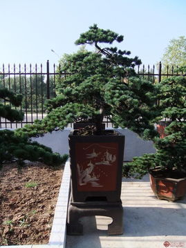 花木盆景，方寸之間的自然詩(shī)篇