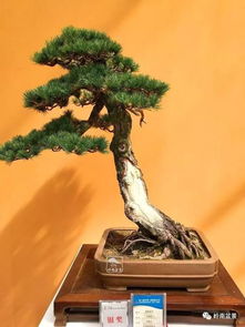 來自花木之鄉(xiāng) 江蘇沭陽(yáng)盆景藝術(shù)品鑒