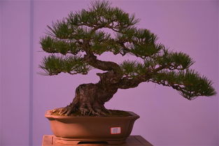 嘉年華盆景展隨拍 新沂花木盆景的藝術(shù)盛宴