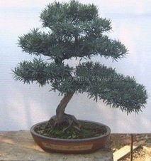 匠心培育花木盆景，江蘇沭陽(yáng)綠美香基地供應(yīng)優(yōu)選盆景