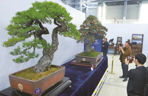 第三屆中國(guó)鼎盆景國(guó)家大展在如皋啟幕 逾三百件頂級(jí)盆景驚艷亮相