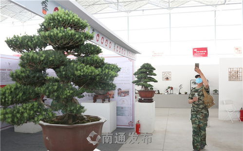 聚焦全國(guó)小微盆景展 拍盆景成風(fēng)景，花木盆景煥發(fā)新魅力